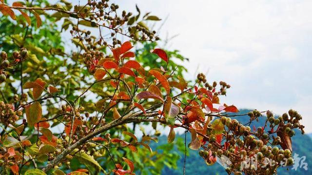 【寻美鹤峰】深秋絮语